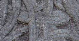 Ichnofossils of Penha Garcia