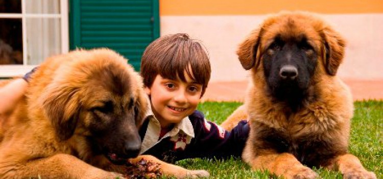 Estrela Mountain Dog, Serra da Estrela Dog Estrela Mountain Dog, Serra da Estrela Dog